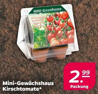 NETTO Mini-Gewächshaus Kirschtomate Angebot