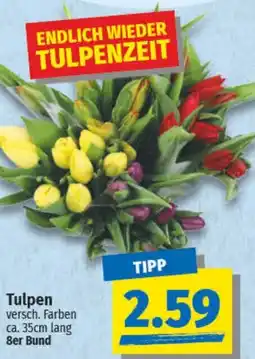 NP Discount Tulpen 8er Bund Angebot