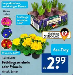 Aldi Süd GARDENLINE Frühlingszwiebeln oder Primeln Angebot