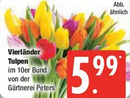 Marktkauf Vierländer Tulpen Angebot