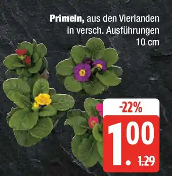 Marktkauf Primeln Angebot