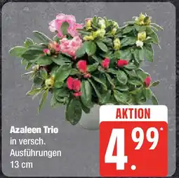 Marktkauf Azaleen Trio Angebot