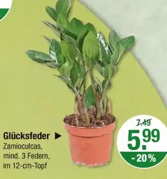 V Markt Glücksfeder Angebot