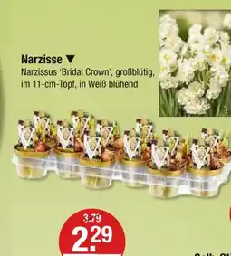 V Markt Narzisse Angebot