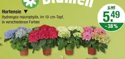 V Markt Hortensie Angebot