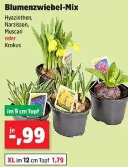 Thomas Philipps Blumenzwiebel-Mix Angebot