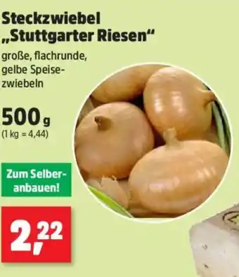 Thomas Philipps Steckzwiebel ,,Stuttgarter Riesen" Angebot