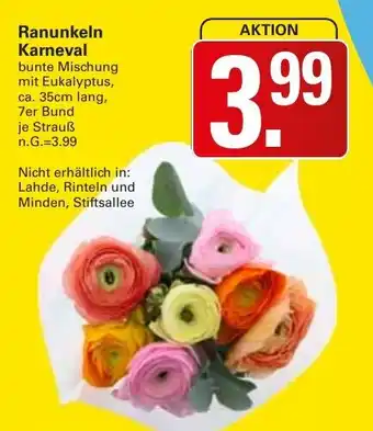 WEZ Ranunkeln Karneval Angebot