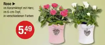 V Markt Rose Angebot