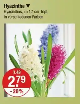 V Markt Hyazinthe Angebot