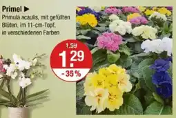 V Markt Primel Angebot