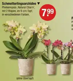 V Markt Schmetterlingsorchidee Angebot