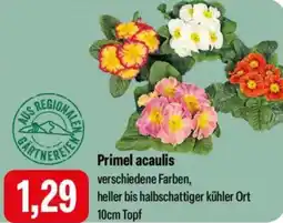 Feneberg Primel acaulis Angebot