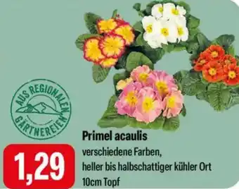 Feneberg Primel acaulis Angebot