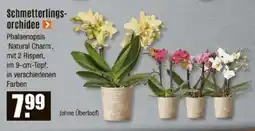 V Baumarkt Schmetterlings- orchidee Angebot