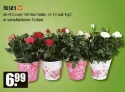 V Baumarkt Rosen Angebot