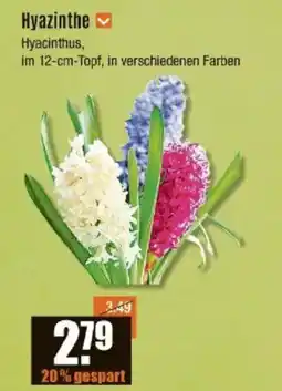 V Baumarkt Hyazinthe Angebot