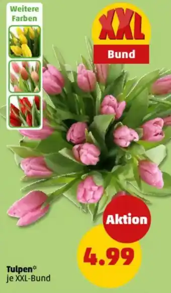 PENNY Tulpen Angebot