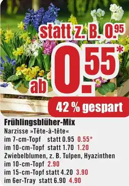 B1 Discount Baumarkt Frühlingsblüher-Mix Angebot