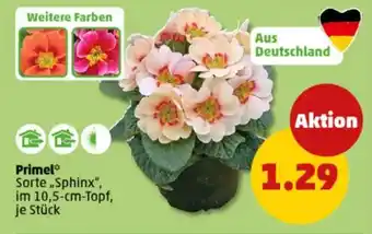 PENNY Primel Angebot