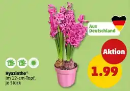 PENNY Hyazinthe Angebot