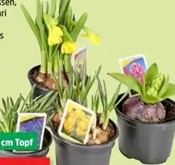 Thomas Philipps Blumenzwiebeln Mix Angebot