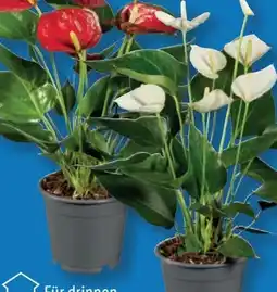 Lidl Anthurium Angebot