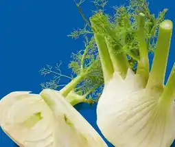 Lidl Fenchel Angebot