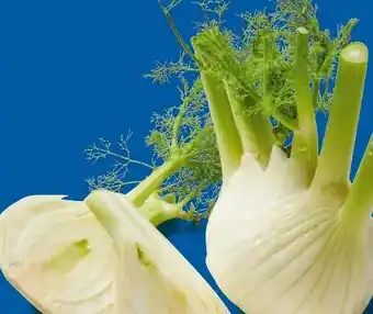 Lidl Fenchel Angebot