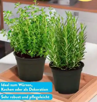 Aldi Süd Gardenline Gewürzstämmchen Angebot