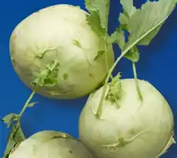 Aldi Süd Kohlrabi Angebot