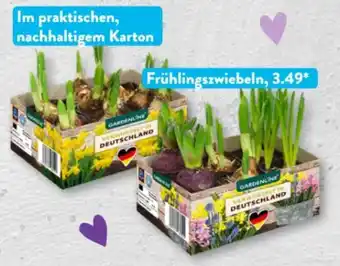 Aldi Süd Gardenline Frühlingszwiebeln Angebot