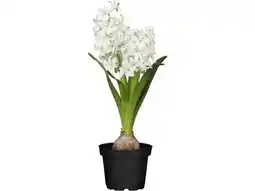 OBI Hyazinthen Orientalis Angebot