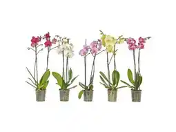 OBI Schmetterlings-Orchidee Angebot