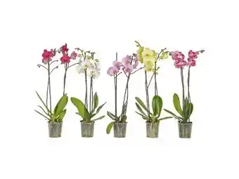 OBI Schmetterlings-Orchidee Angebot