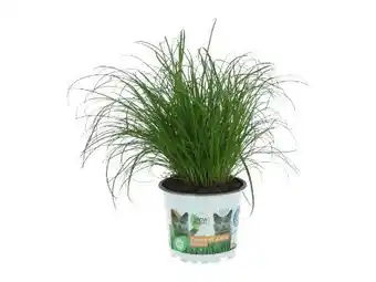 OBI Grow By Obi Katzengras Angebot