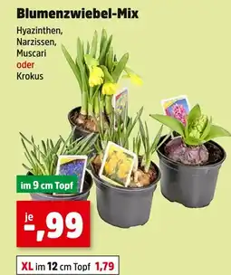 Thomas Philipps Blumenzwiebel-mix Angebot