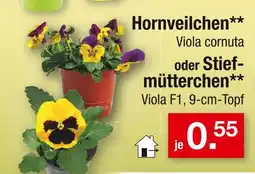 Zimmermann Viola cornuta oder viola f1 hornveilchen oder stiefmütterchen Angebot