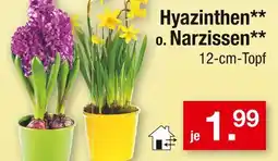 Zimmermann Hyazinthen, narzissen Angebot