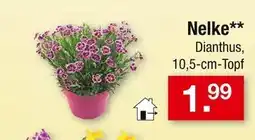 Zimmermann Dianthus nelke Angebot