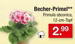 Zimmermann Primula obconica becher-primel Angebot