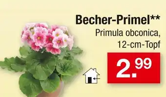 Zimmermann Primula obconica becher-primel Angebot