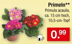 Zimmermann Primeln Angebot