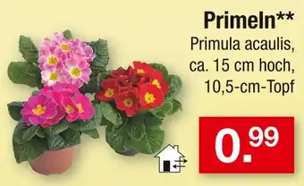 Zimmermann Primeln Angebot