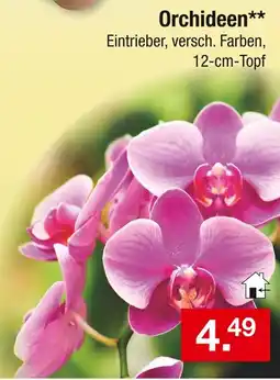 Zimmermann Orchideen Angebot