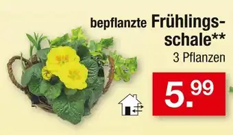 Zimmermann Bepflanzte frühlingsschale Angebot