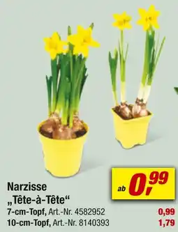 toom Baumarkt Narzisse „tête-à-tête“ Angebot