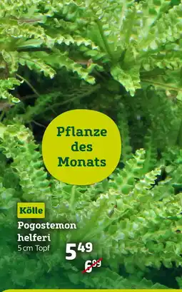 Pflanzen Kölle Kölle pogostemon helferi Angebot