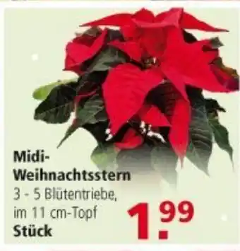 Multi Markt Midi Weihnachtsstern Angebot