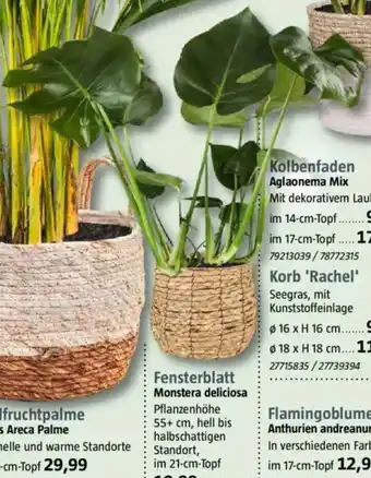 Bauhaus Fensterblatt Monstera deliciosa Angebot